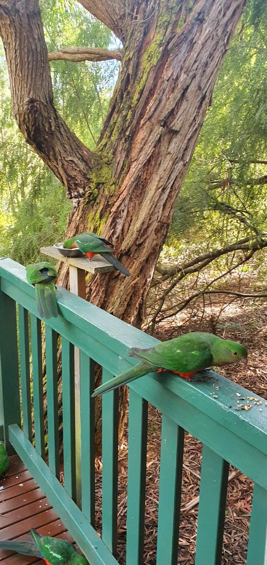 For Sale By Owner Pennyroyal VIC 3235 2/67 Pennyroyal Station Rd