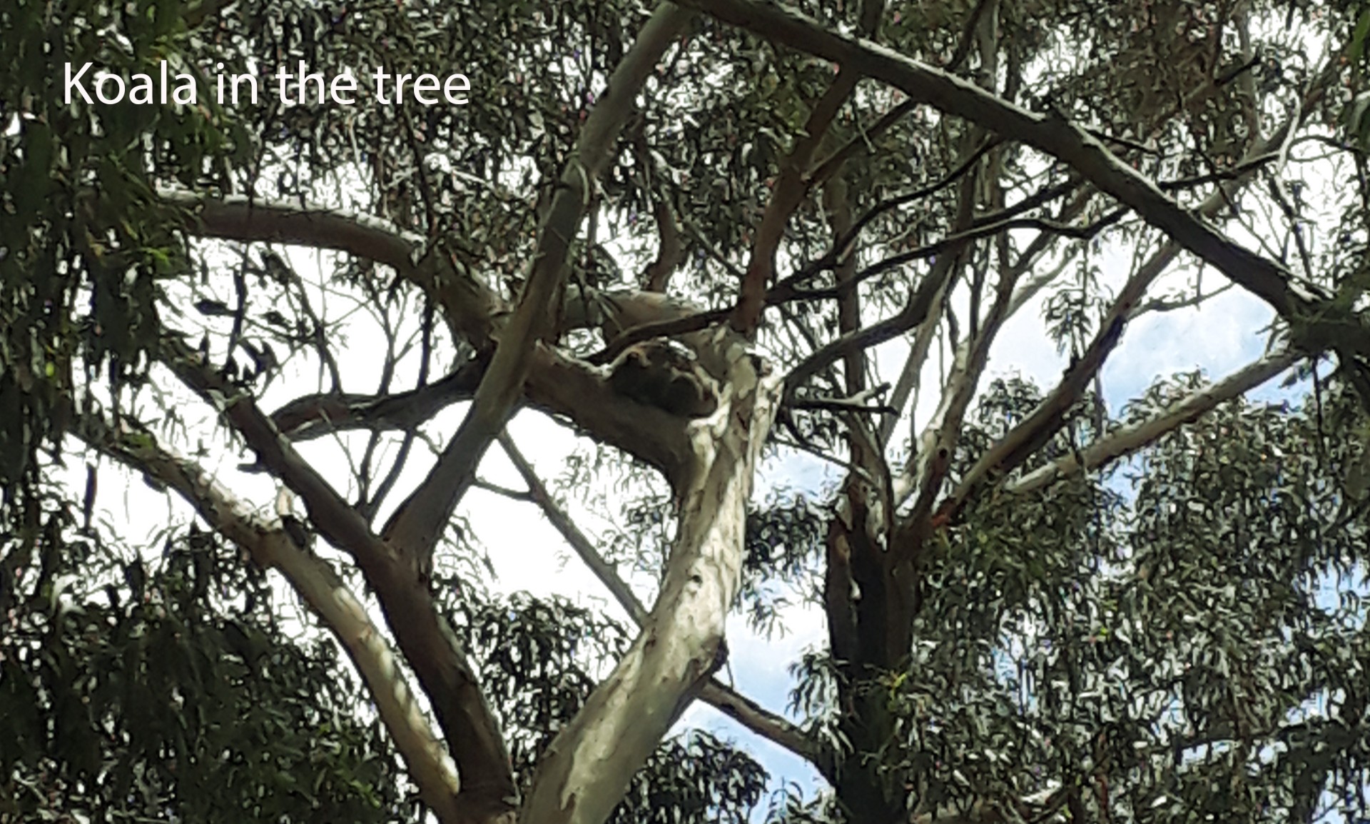 For Sale By Owner Warburton VIC 3799 12 Redcliffs Avenue