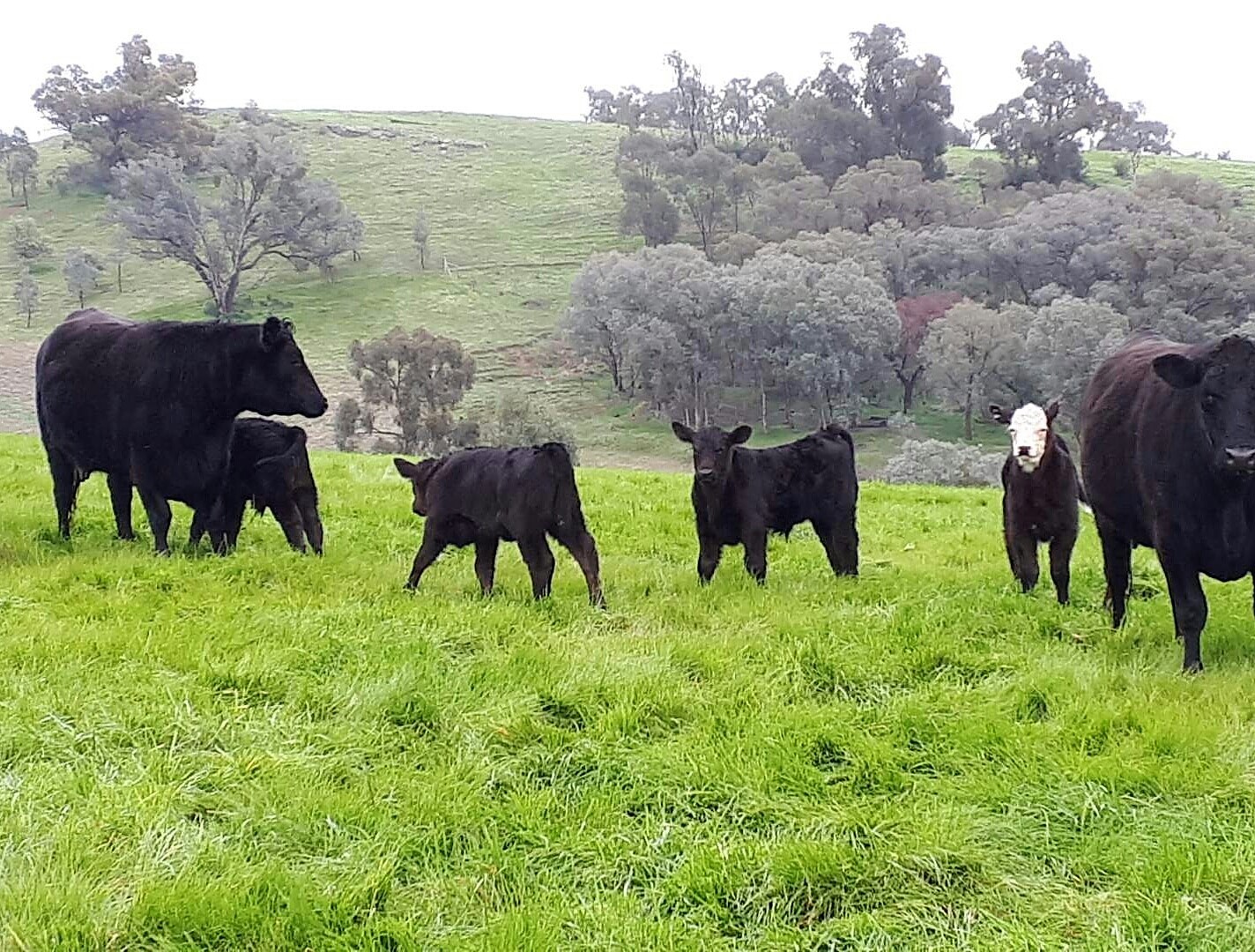 For Sale By Owner Moyhu VIC 3732 84 Kings Lane