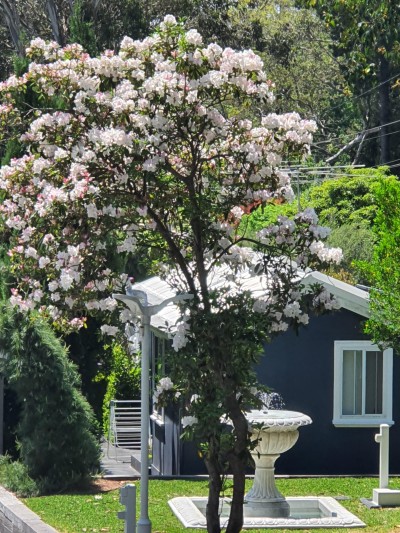 For Sale By Owner BOWRAL, NSW 2576