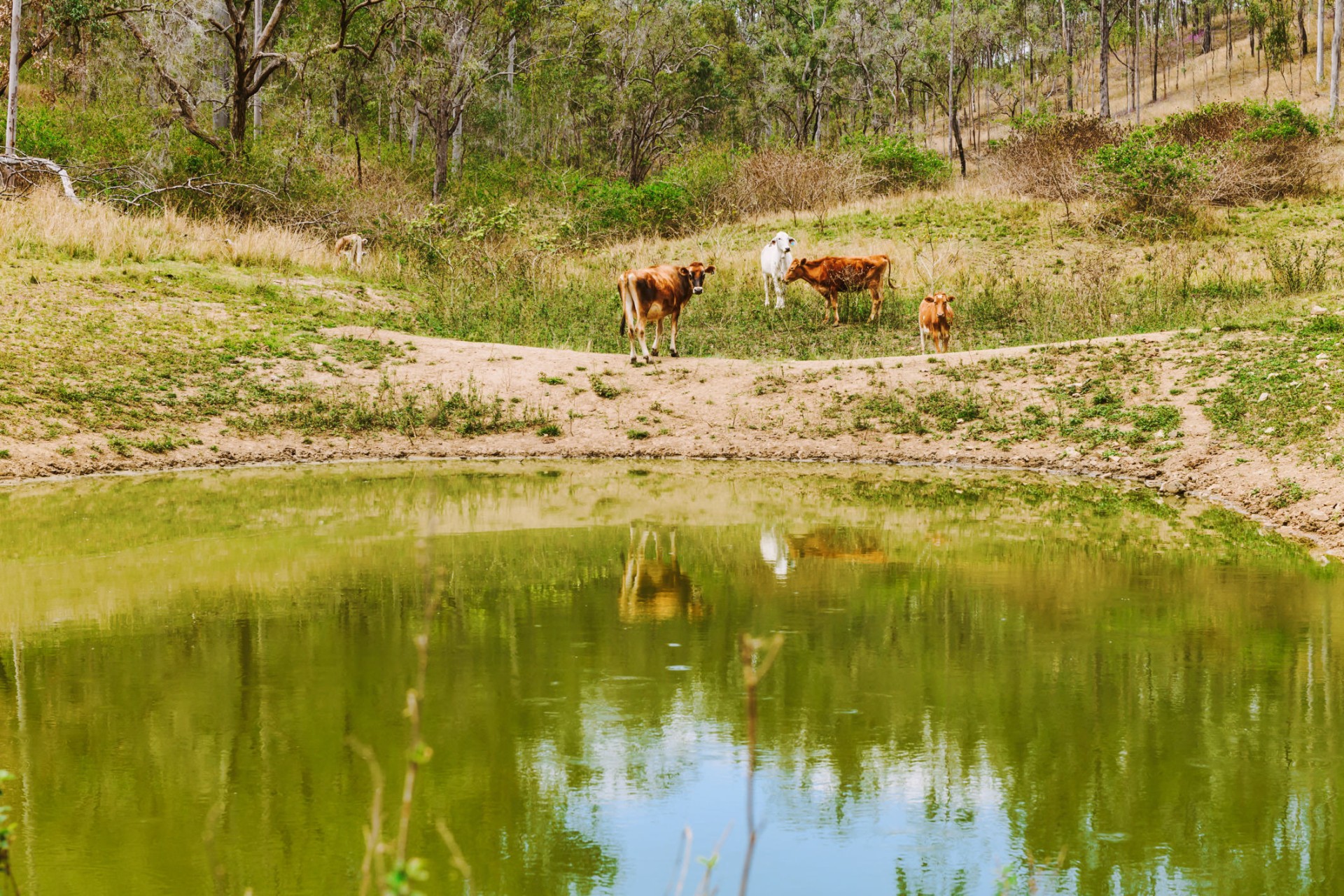 Business For Sale: Boyne Valley, QLD 4680