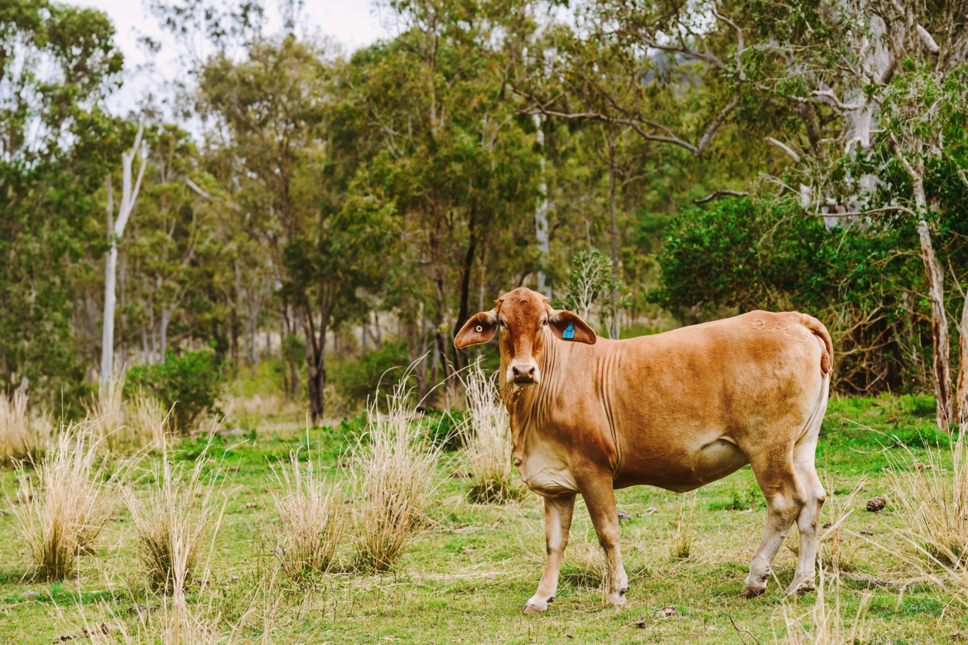 Business For Sale: Boyne Valley, QLD 4680