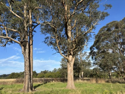 For Sale By Owner STROUD, NSW 2425