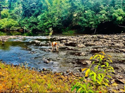 For Sale By Owner COOKTOWN, QLD 4895