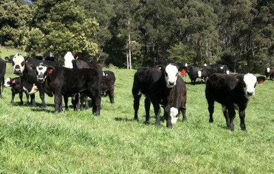For Sale By Owner SASSAFRAS, TAS 7307