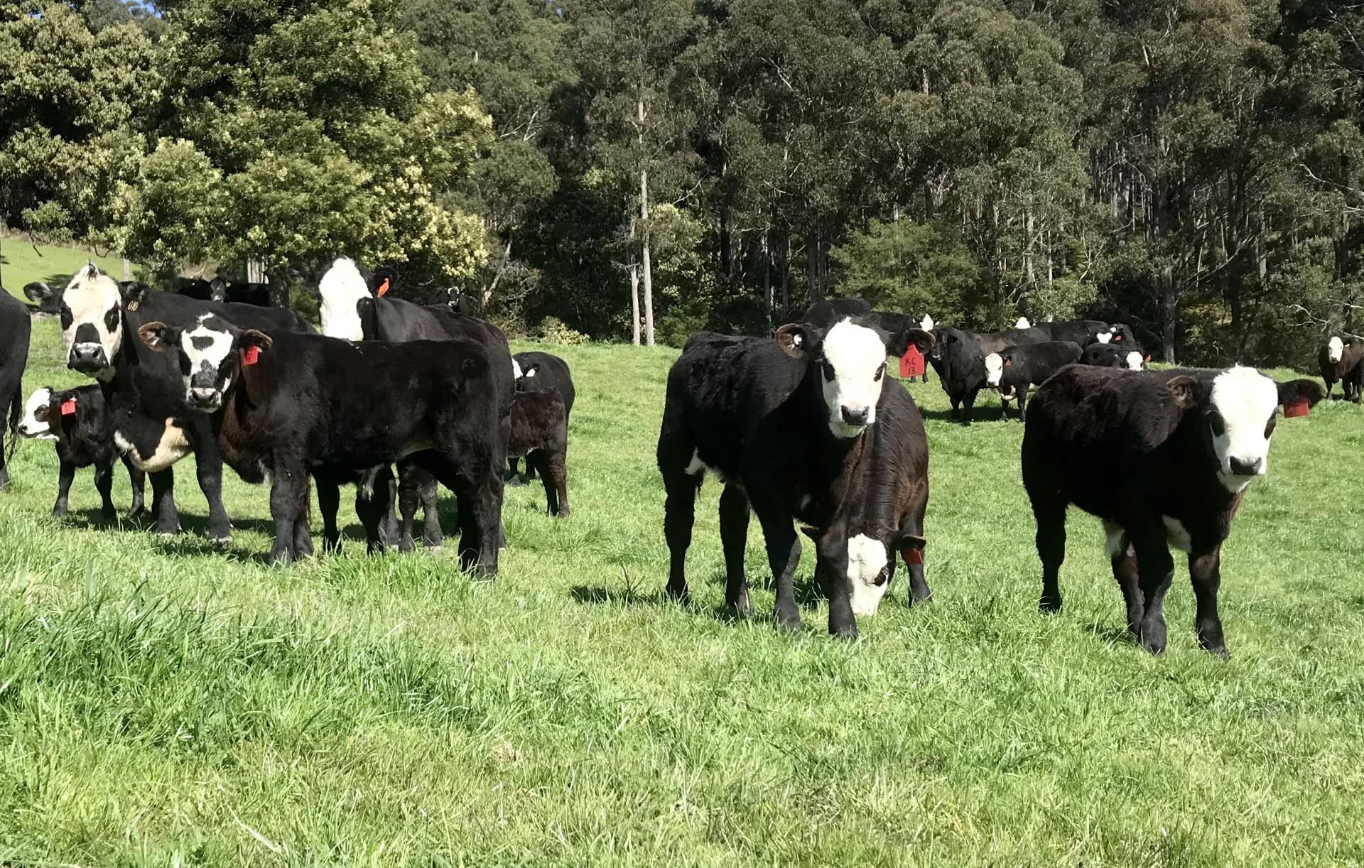 Property For Sale By Owner In Tasmania SASSAFRAS, TAS 7307