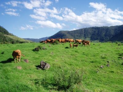 For Sale By Owner ILLINBAH, QLD 4275