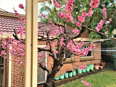 For Sale By Owner CHIFLEY, NSW 2036