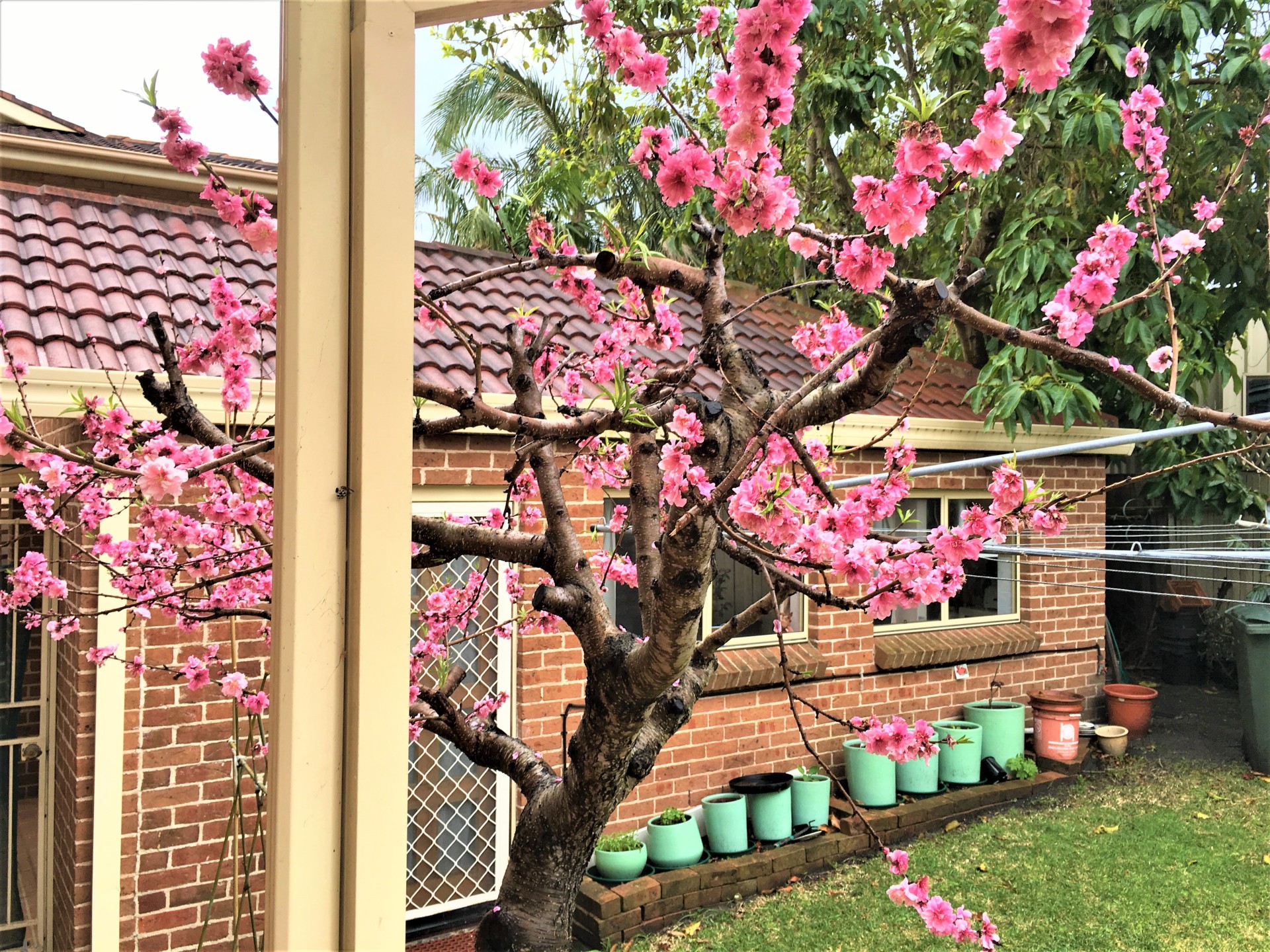 For Rent By Owner:: Chifley, NSW 2036