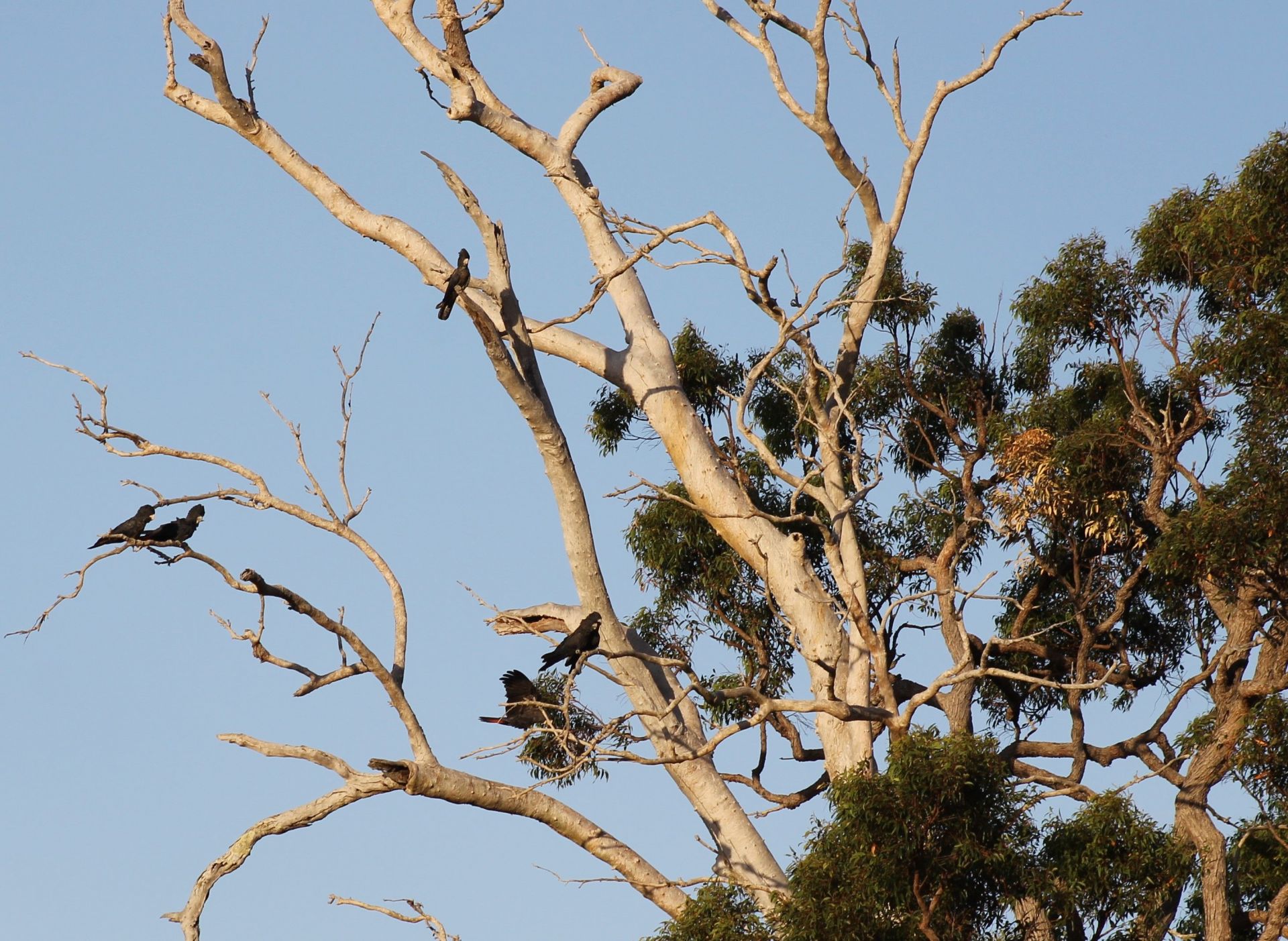 For Sale By Owner North Greenbushes WA 6254 21 Forest View Court