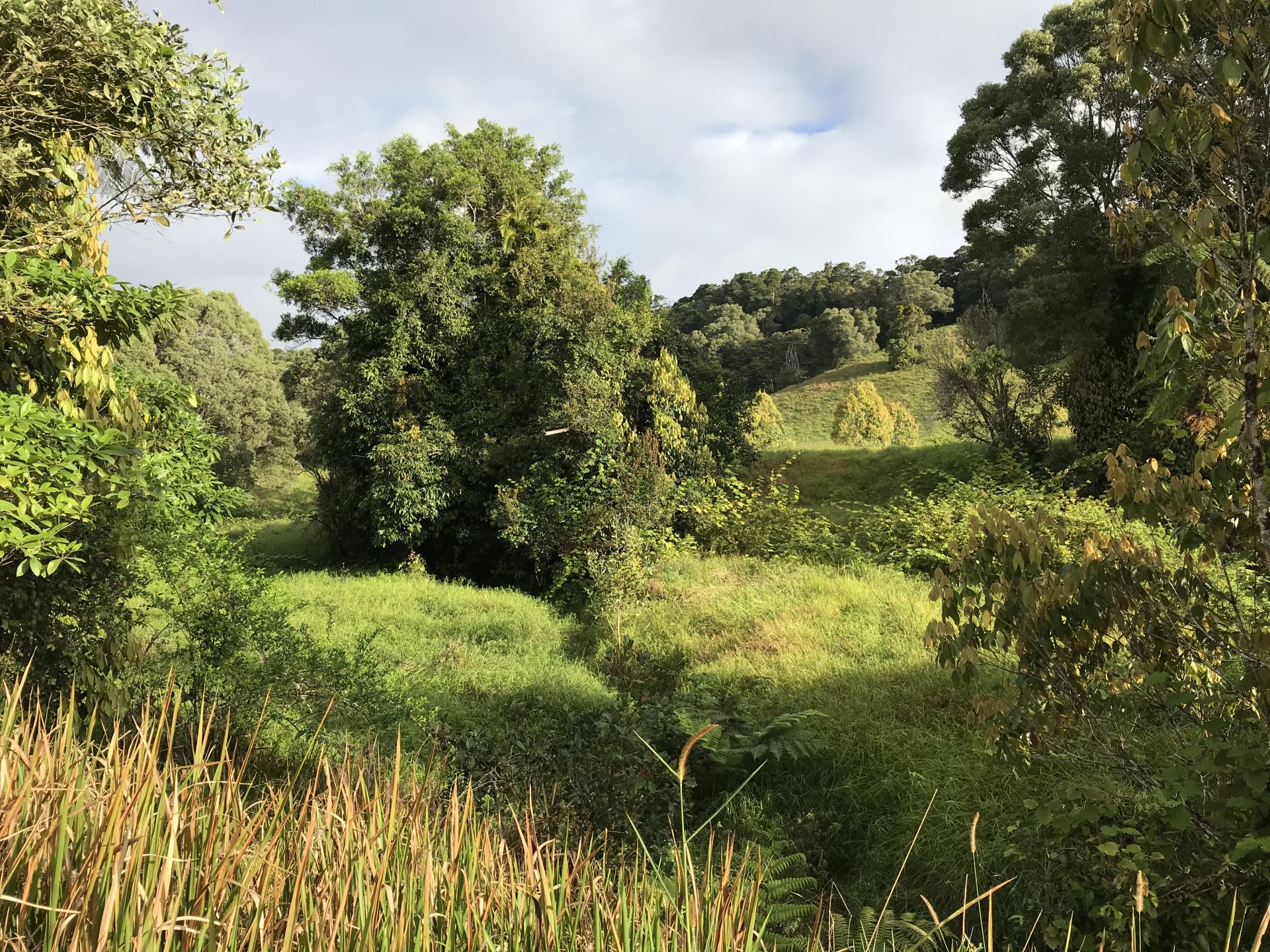 For Sale By Owner Millaa Millaa QLD 4886 589 Theresa Creek Road